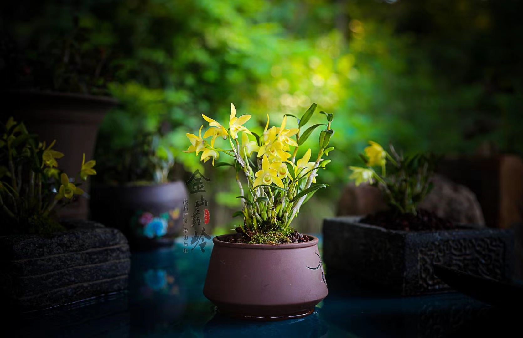 米斛花开了 - 霍山石斛全产业链供应